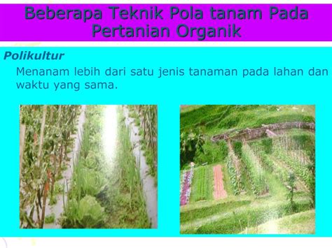 Merencanakan Pergiliran Tanaman Organik Ppt Download