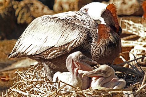 Baby Pelican All You Need To Know Facts 2022 Bird Nature