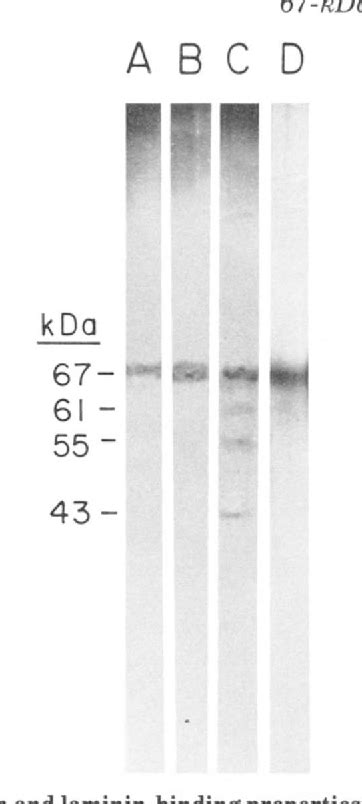 Figure 2 From The Elastin Receptor Shows Structural And Functional