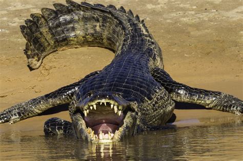 Nile crocodile in self-defense mode : r/natureismetal