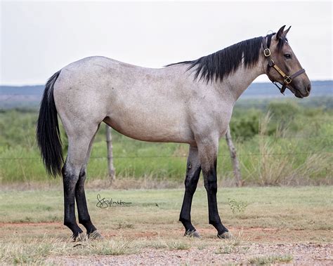 Return to the Remuda Sale - 6666 Ranch