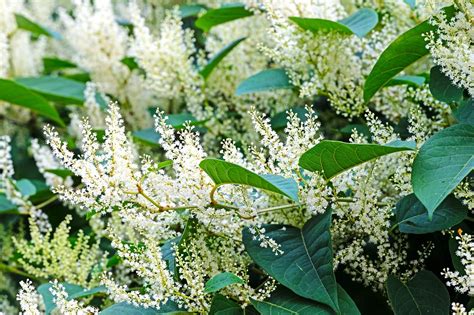 How To Identify Japanese Knotweed Complete Guide Pricemygarden