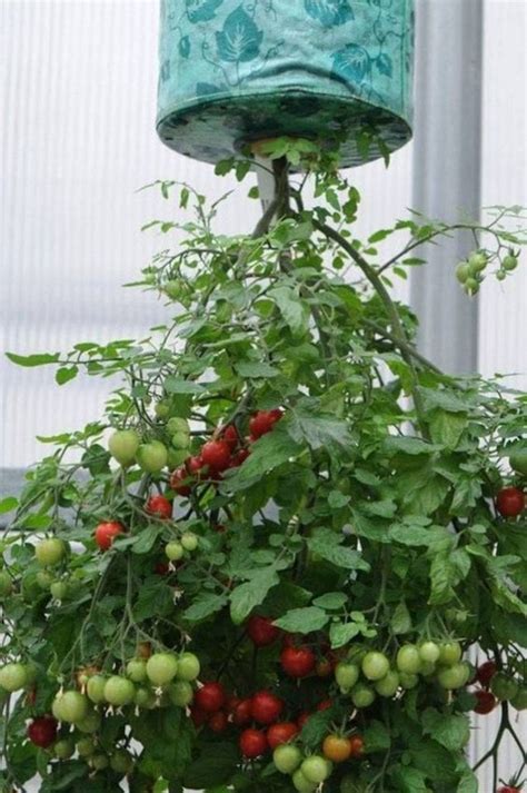 Hanging Vegetable Plants Upside Down