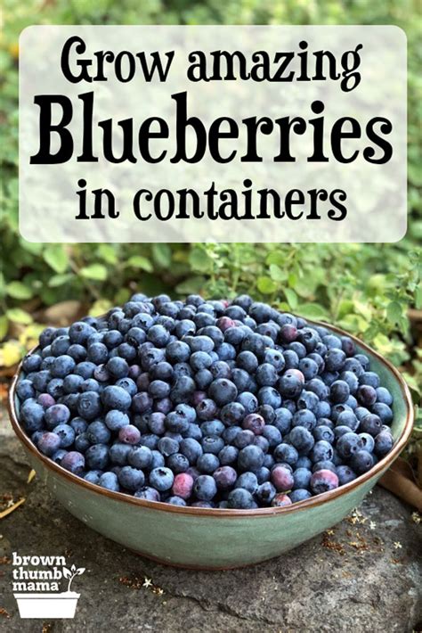 Grow Blueberries In Containers Growing Blueberries Growing