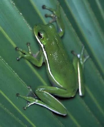 Tree Frog | Habitat, Types & Facts | Study.com