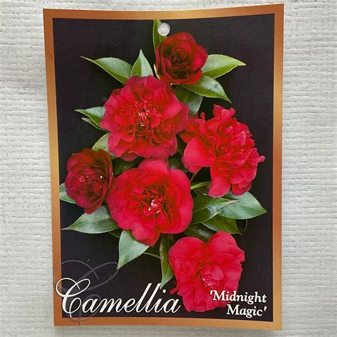 Midnight Magic Camellia Formosa Gardens Nursery Ballarat