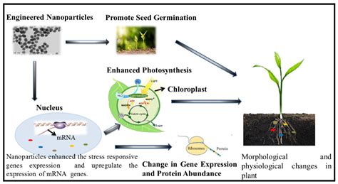 Select Examples Of Improvements Resulting From Genetic Modifications Of