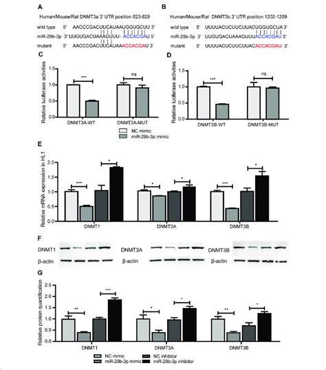 The Effect Of Mir B P On The Expression Of Dnmts A And B The