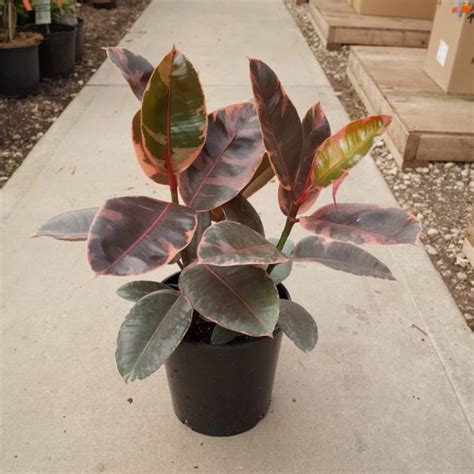 Ficus Ruby Bush Tri State Foliage In House Availability