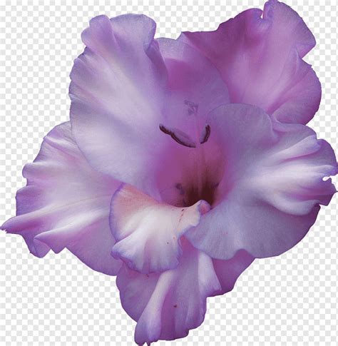 Flower Gladiolus Gladiolus Purple Herbaceous Plant Violet Png Pngwing