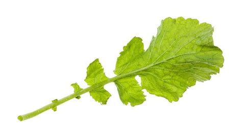 Mustard Leaves Stock Photos Images And Backgrounds For Free Download