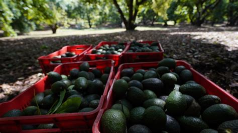 Inicia Exportación De Aguacate Hass De Jalisco A Estados Unidos Vota