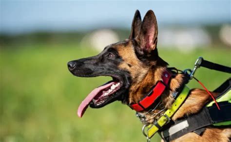 Smart Dog Collars: Features and Benefits