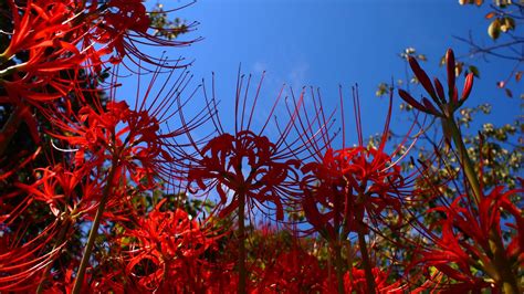 Red Spider Lily A Unique Addition To Your Landscape Tayloes Lawn