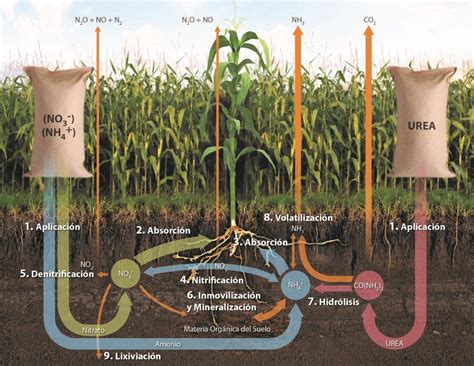 Din Mica Del Ciclo De Nitr Geno En Fertilizaci N De Ma Z Hortalizas