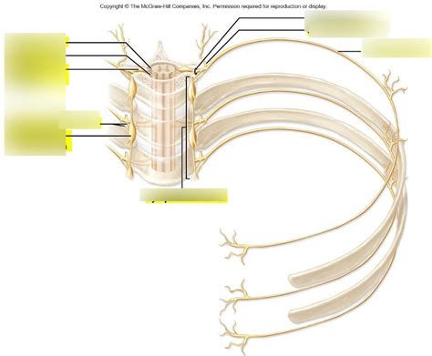 Lab Chapter 15 2 Spinal Nerve Diagram Quizlet