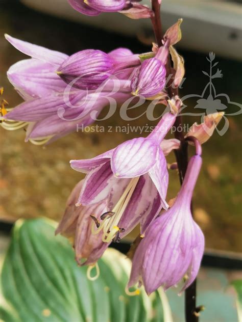 Sklep Hosta Bea - Funkia - Hosta ‘Sorbet’