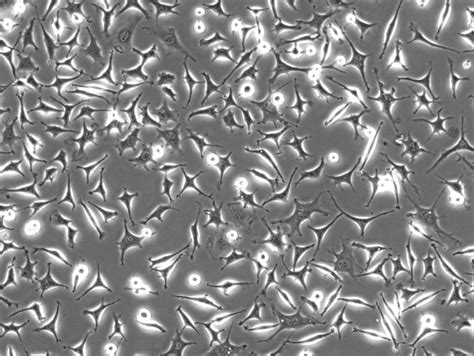 L Fibroblast Differentiation For Cytotoxicity Researchgate