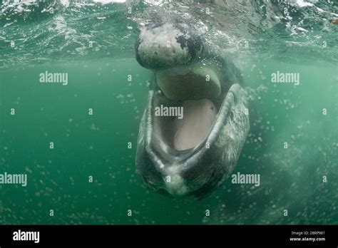 Gray Whale Teeth