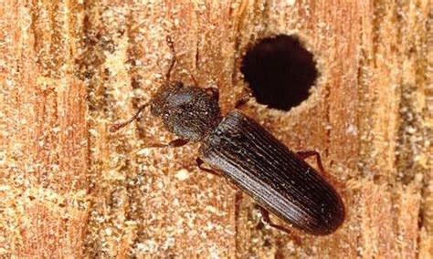 How To Get Rid Of Powderpost Beetles Gregory Pest Solutions