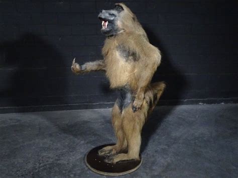 Large Chacma Baboon Taxidermy Full Body Mount Papio Ursinus Cm