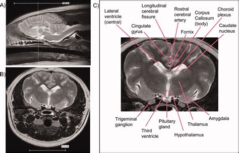 Neuroanatomy And Volumes Of Brain Structures Of A Live California Sea