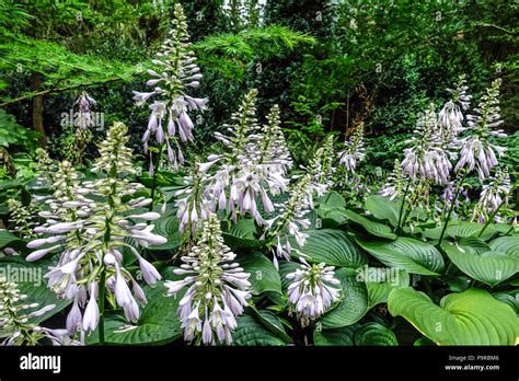 Flowering Hostas High Resolution Stock Photography and Images - Alamy