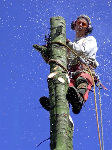 Bomenteam Voor Het Kappen En Snoeien Van Uw Boom