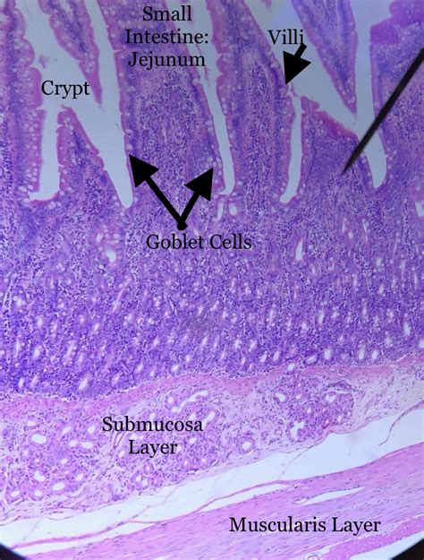 jejunum Histology.