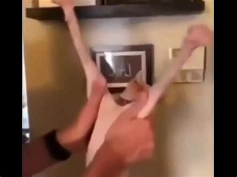 Cat Whip XVIDEOS