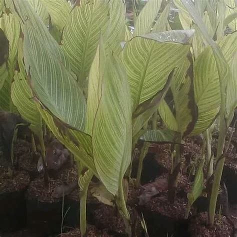 Jual Tanaman Hias Pohon Kana Belang Canna Variegata Di Lapak Hts