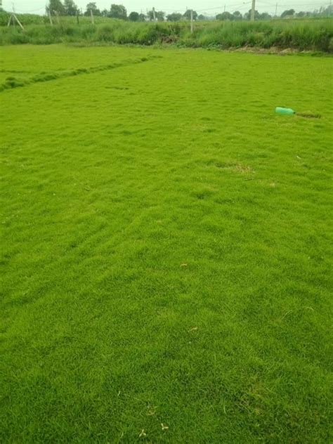 Nilgiri Grass Carpet At Rs 10 Sq Ft Natural Grass Carpet In New Delhi