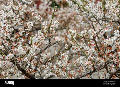 Cherry blossom's details at Changdeokgung Palace in Seoul, South Korea ...