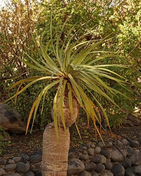 Yucca Elephantipes Caracter Sticas Y Cuidados Jardinus