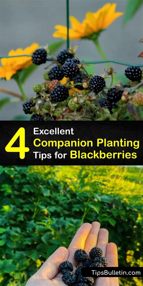 Excellent Companion Planting Tips For Blackberries Companion