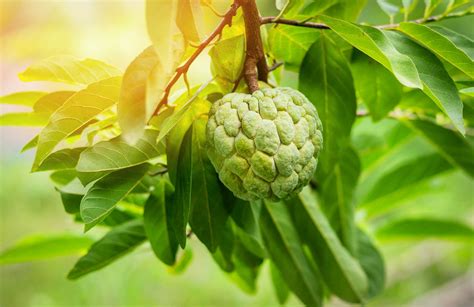 Soursop Tree