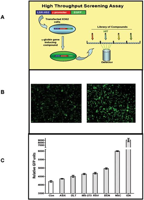 Schema Of The High Throughput Screening Assay HTS A A Construct