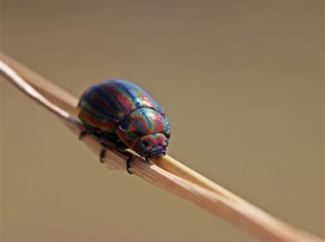 Life Cycle Rainbow Leaf Beetle Chrysolina Cerealis Stock Photo By