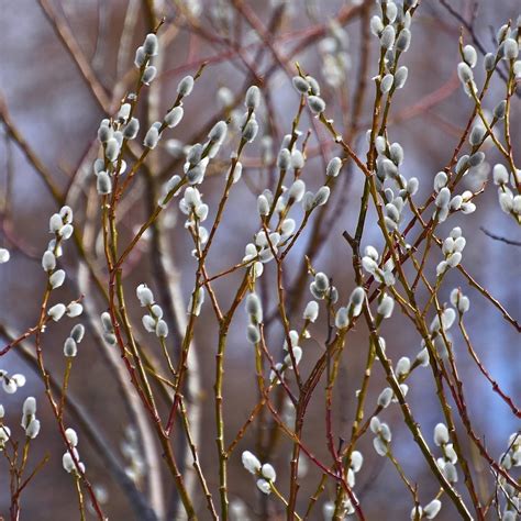 Верба кустарник (57 фото) - 57 фото