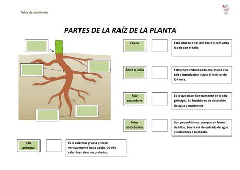 Partes de la raíz worksheet Ciencias de la naturaleza Imprimibles