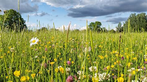 Navigating The New Biodiversity Net Gain Landscape Tep The