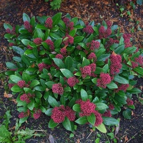 Skimmia Skimmia Japonica Rubella Sierheesters Struiken Planten Online Kopen Tuinadvies