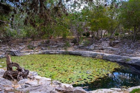 Cenote Xlakah At Dzibilchaltun A Mayan Archaeological Site Near Merida