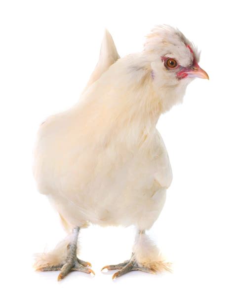 23 Popular Bantam Chicken Breeds