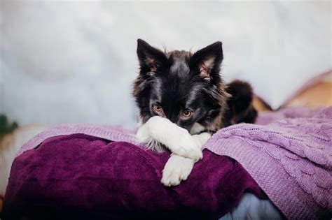 Un Border Collie Alegre Celebra La Navidad Y El A O Nuevo Con