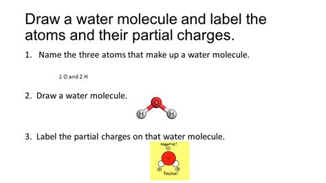 Draw A Water Molecule And Label The Partial Charges On The Molecule