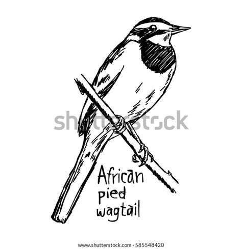 African Pied Wagtail Over 2 Royalty Free Licensable Stock