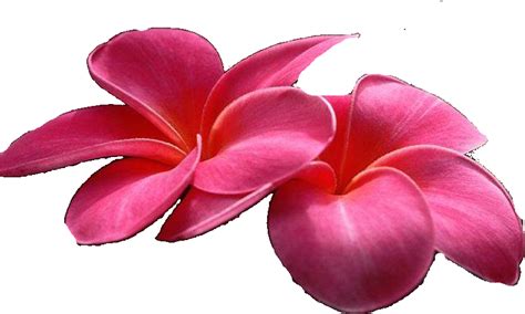 fleurs tiare