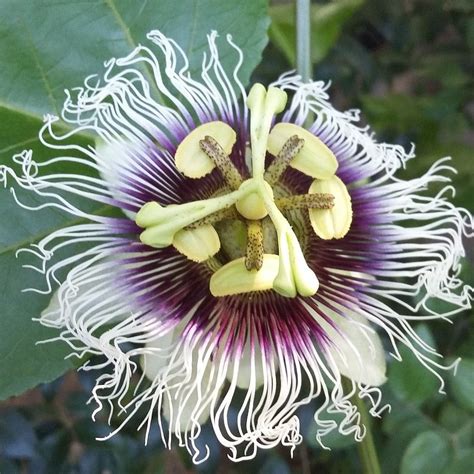 Passion Flower Vine Edulis Frederick | Purple and White Passiflora ...