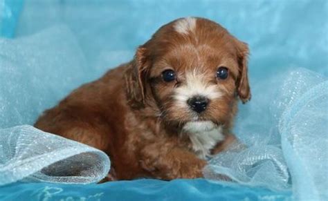 Cavapoo Puppy for Sale - Adoption, Rescue for Sale in Summerfield ...